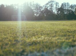 worm's view of soccer goalie on lawn near tall trees