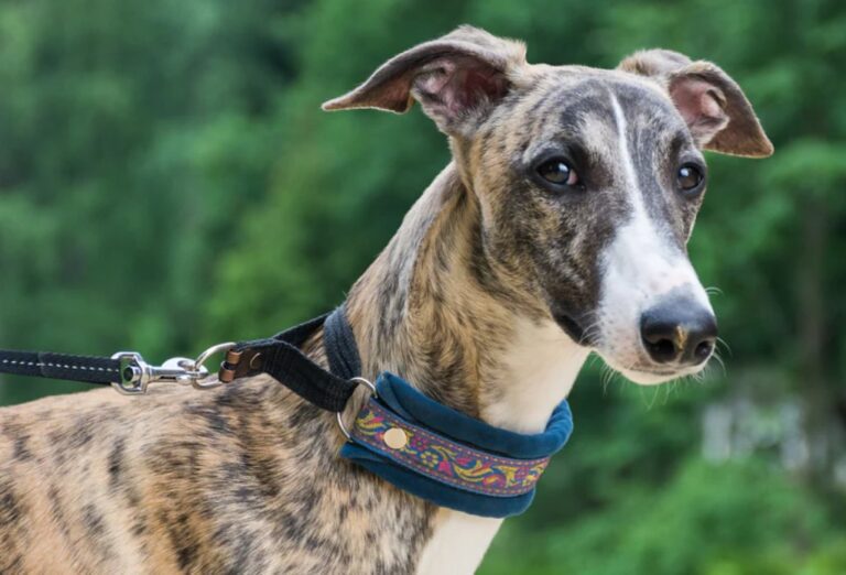 New greyhound racing Code of Practice launched at Limerick Stadium