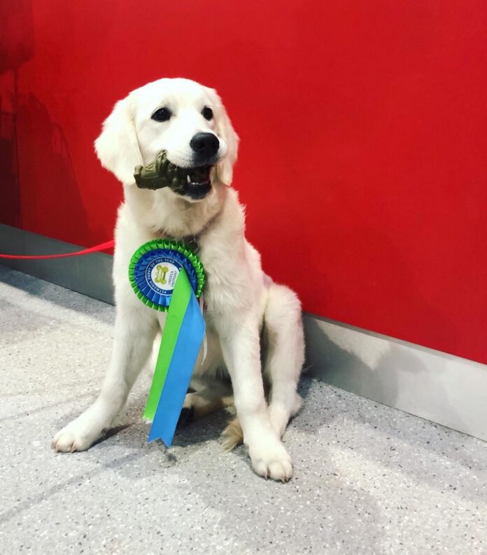 Kerry (puppy) collecting her rosette Petmania Eastpoint