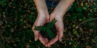 green plant