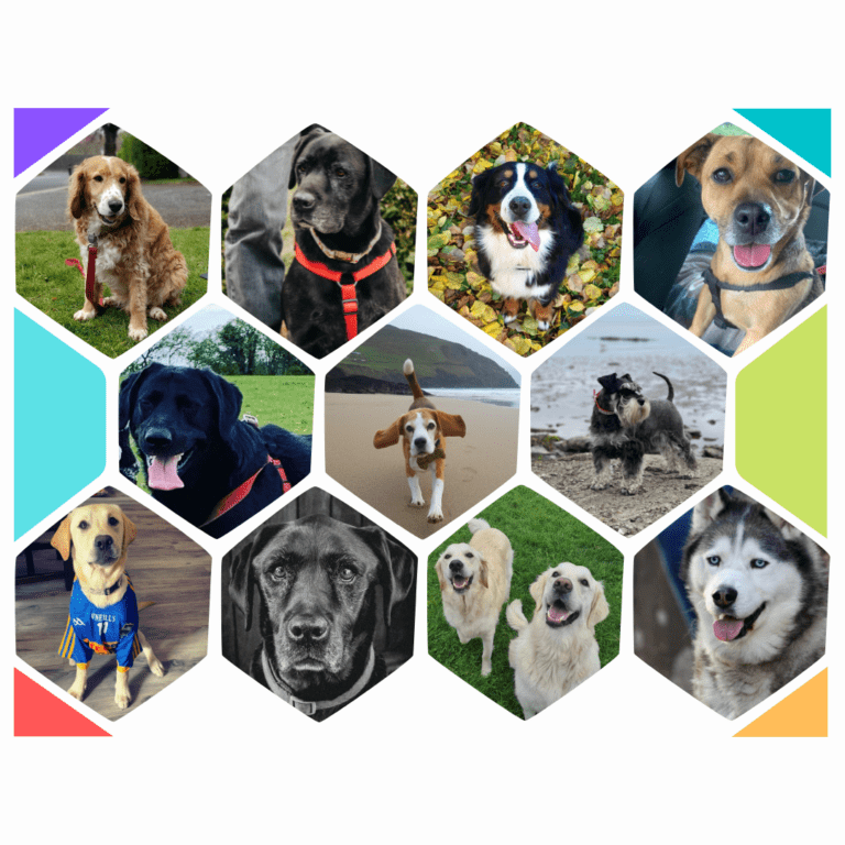 Big deal for Big Bark at Crufts