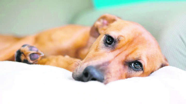 Limerick vet prescribes doggie anti-depressants as pet owners return to office