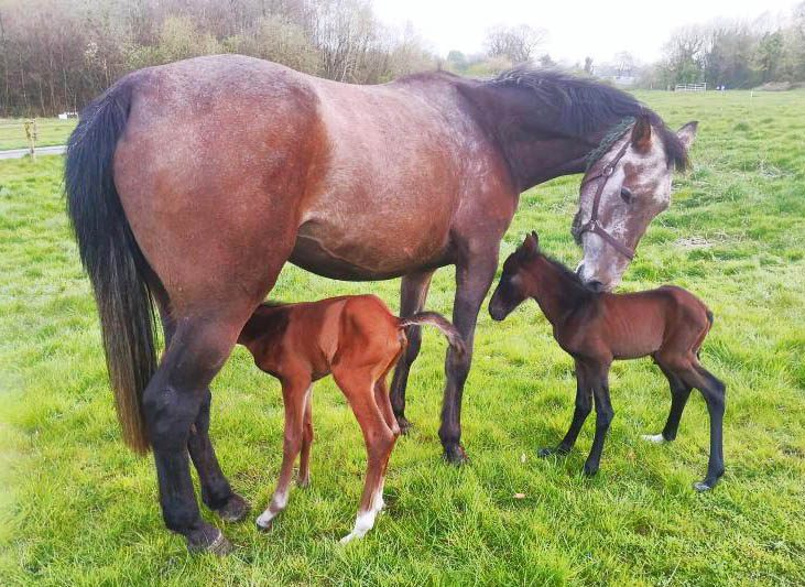Closure of horse fairs leads to glut of foals in Limerick