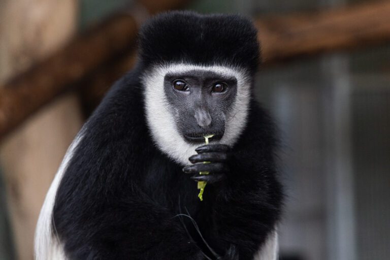 Fota Wildlife Park welcomes a new female Black and white colobus monkey