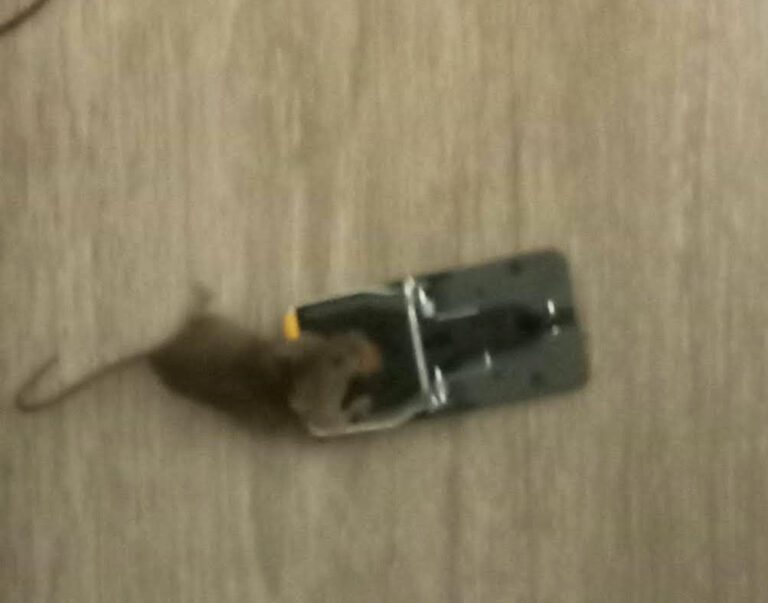 Mother says council ignored her calls to move from rat infested home