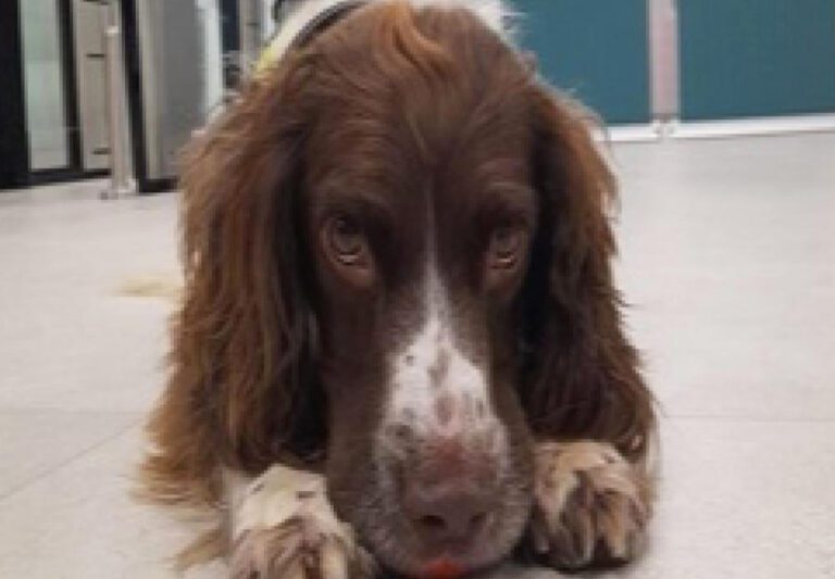 Detector dog Harvey sniffs out drugs haul at Shannon Airport 