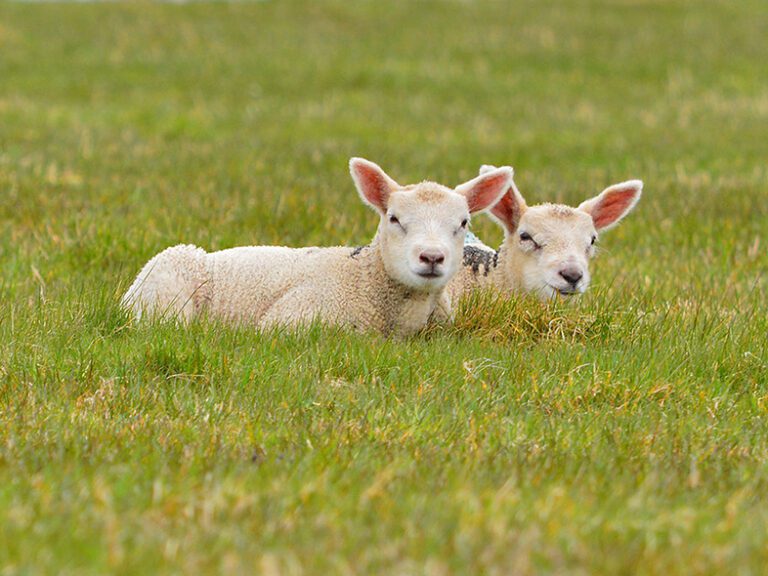 Limerick dog owners told to be aware of lambing season 