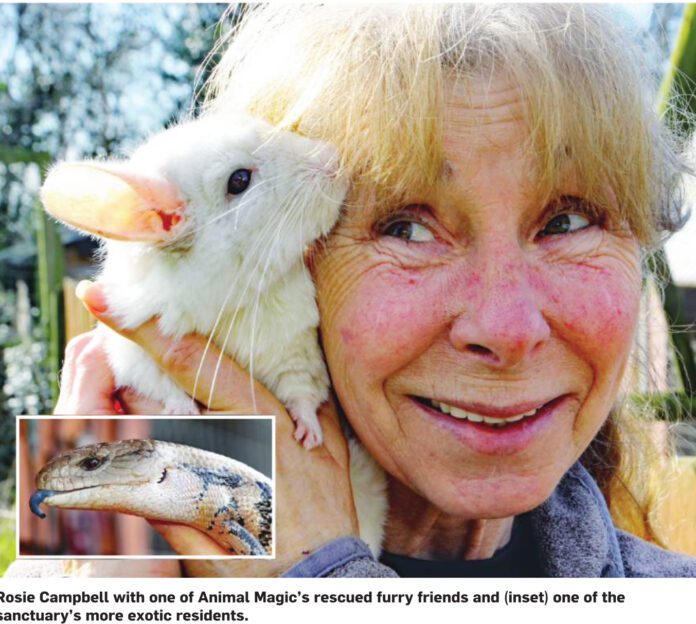 Rosie Cambell Animal Magic