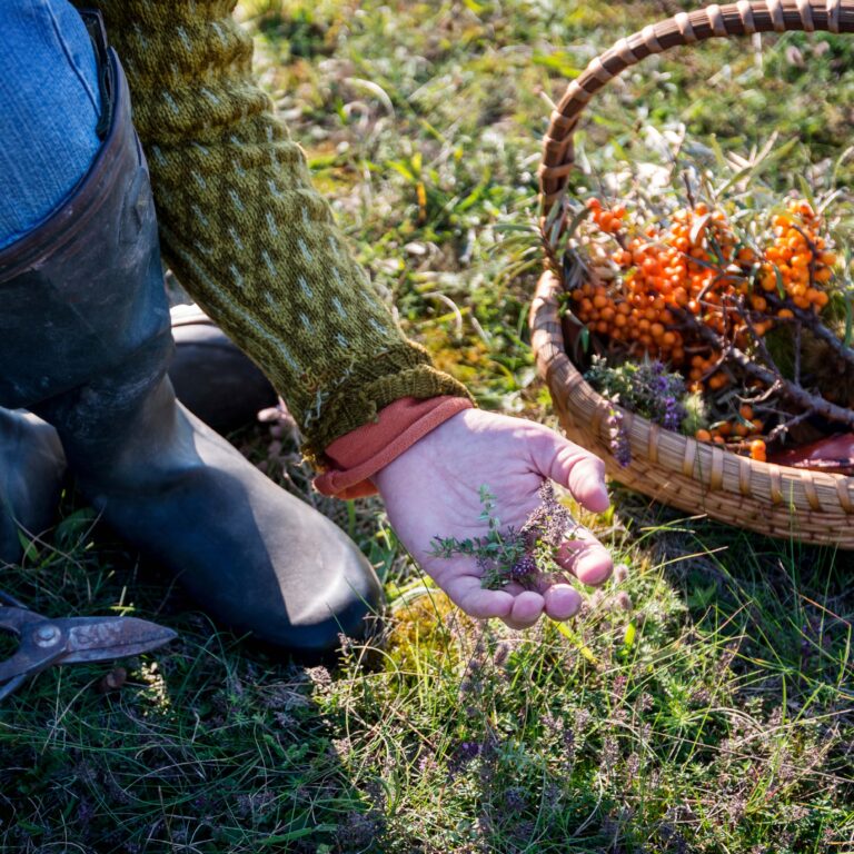 Rekindle micro-festival reconnects generations and celebrates traditional skills