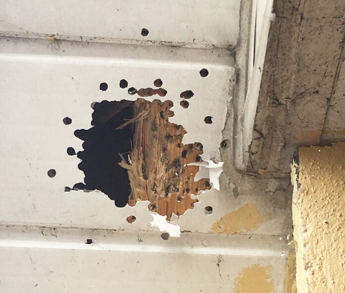 Shotgun damage to Askeaton home
