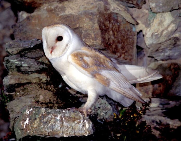 Barn Owl