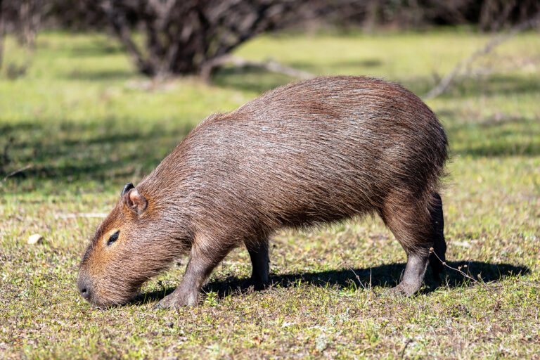 Julio the capybara on the run from Limerick mini-zoo 