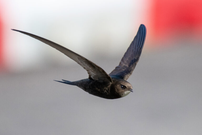 A swift survey to monitor state of Limerick birds