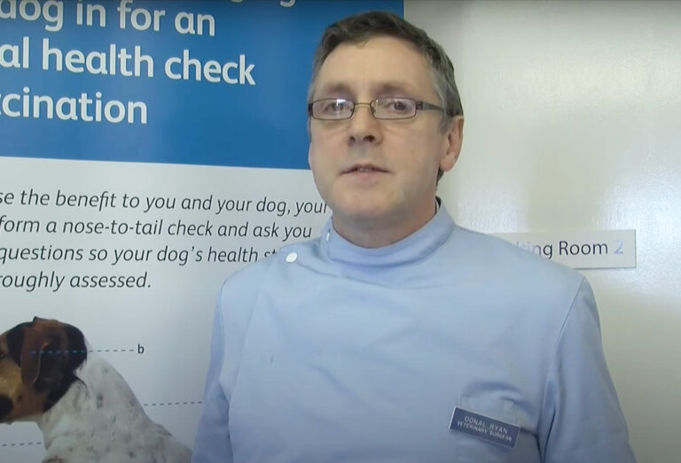 Limerick vet warns of deadly effects of virus on young dogs