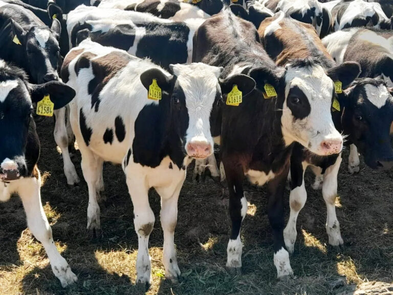 Gardaí join investigation into deaths of Limerick calves