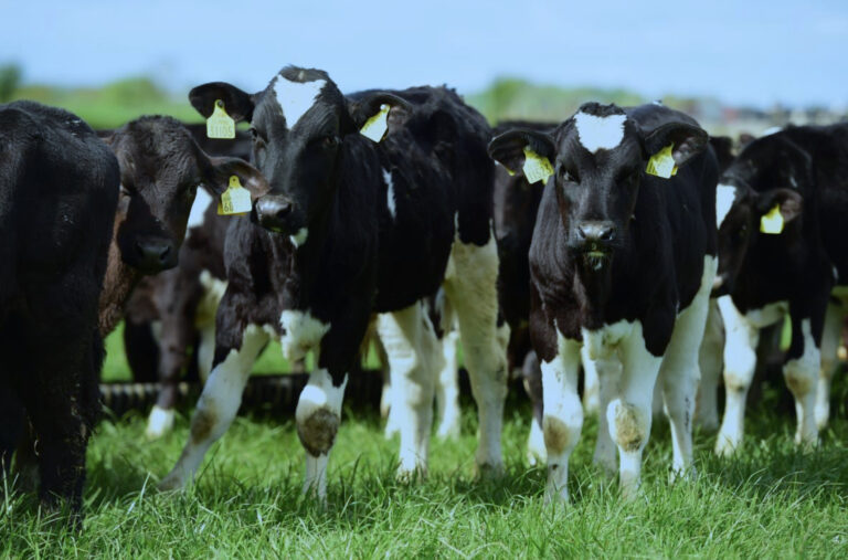 Possibility that virus may have caused deaths of Limerick calves
