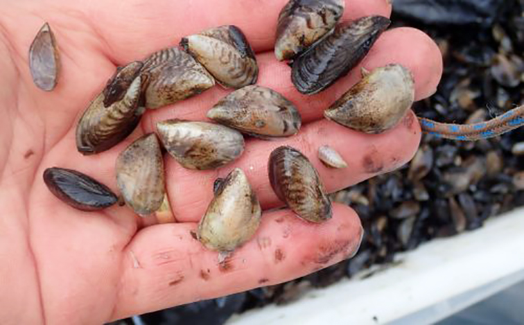 Limerick projects to benefit from biodiversity fund