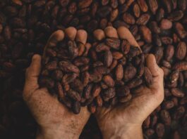 person holding dried beans
