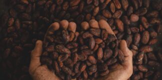 person holding dried beans