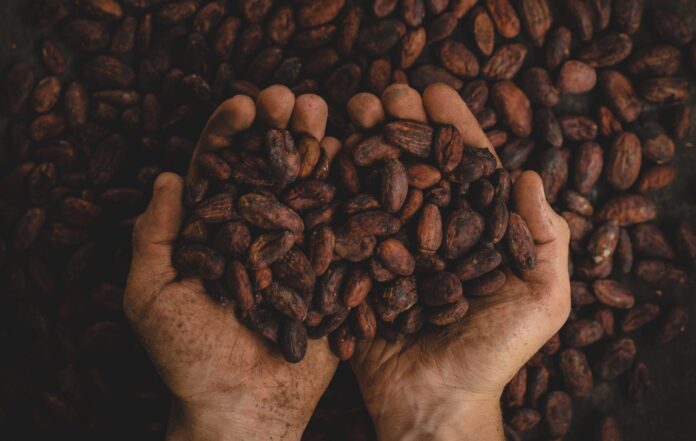 person holding dried beans