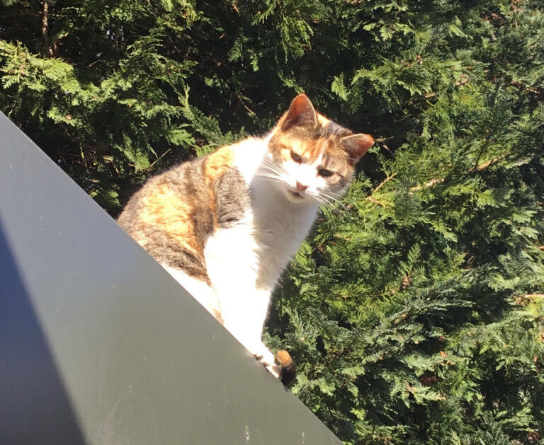 Limerick feral family in urgent need of home
