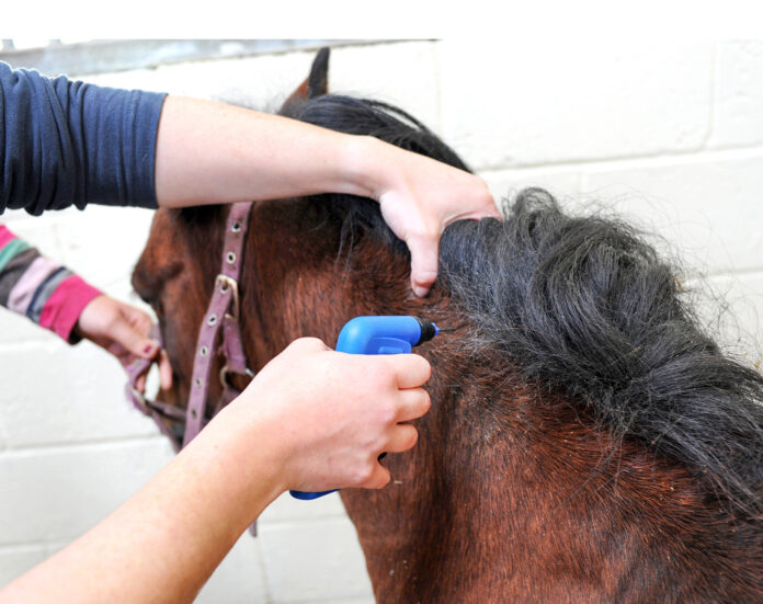 Horse microchiping