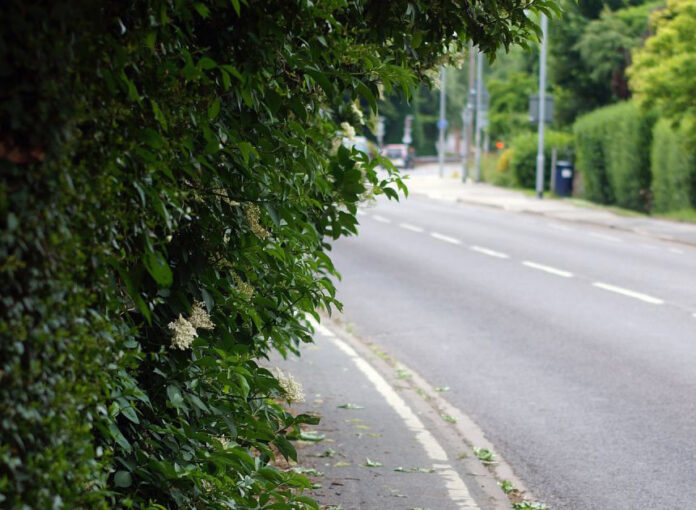 Overgrown hedgerows