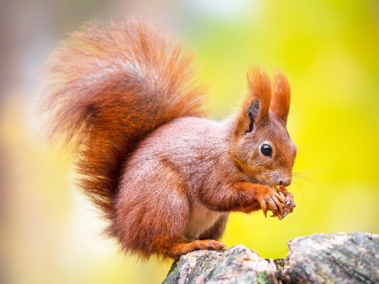 Limerick people asked to go nuts on squirrel sightings