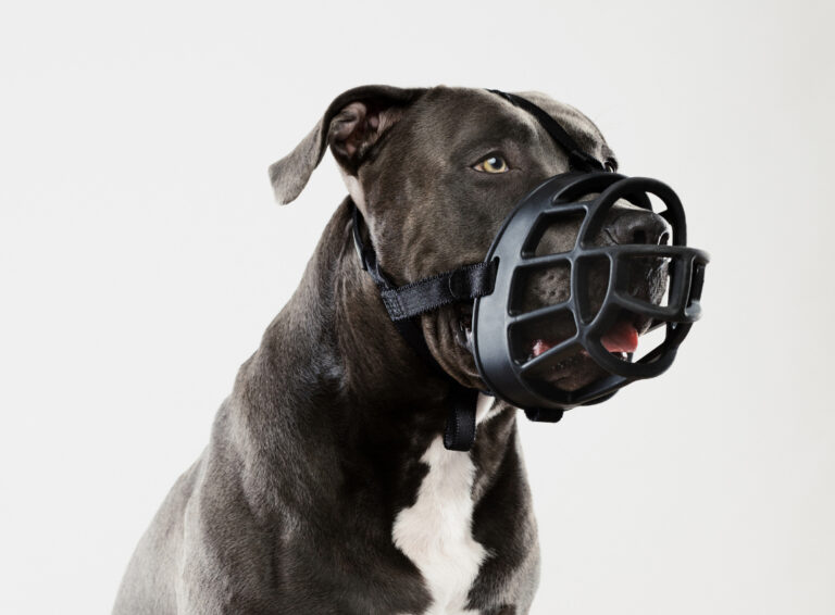 Only one warden for every 3,450 licensed dogs in Limerick