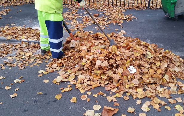 Leaf clearing