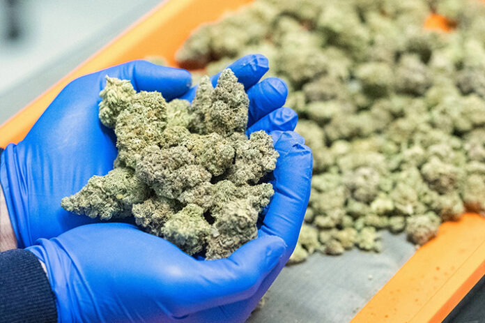 Cannabis
