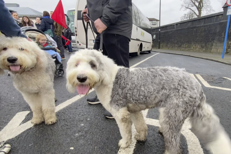 The dogs on the street know Limerick hospital is a disaster