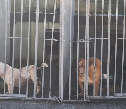 Animal welfare Archives - Limerick Post Newspaper Animal welfare Archives - Limerick Post Newspaper