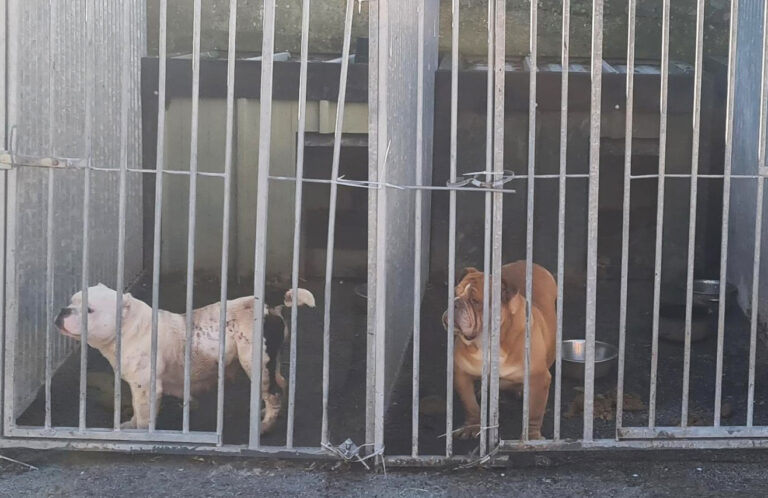 19 dogs seized during search operation in County Limerick