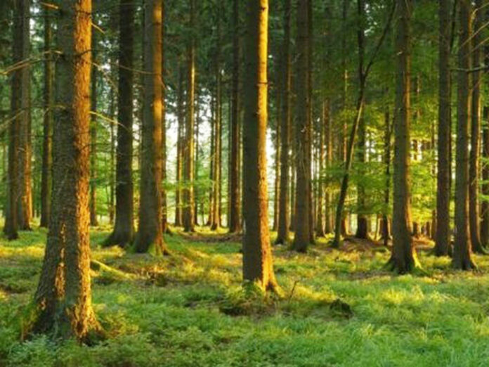 Spruce plantation