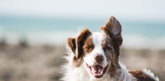 white and brown long coat large dog