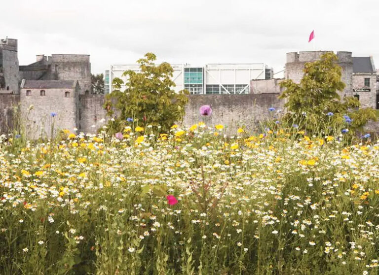 Limerick biodiversity officer will have major impact on local environment