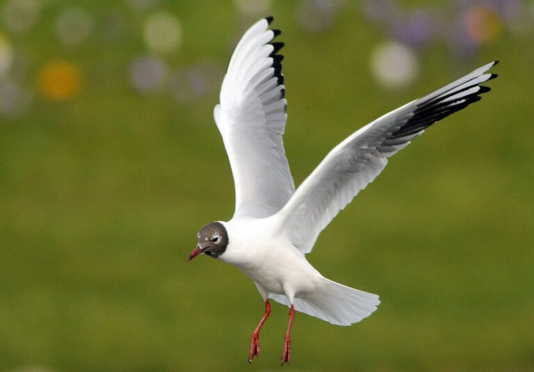 Public health warning as bird flu detected in Limerick