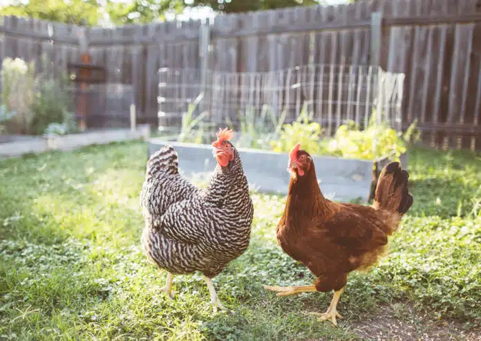 chickens