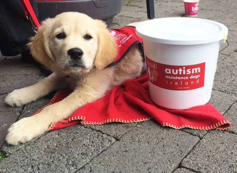 Limerick helper dogs in need of a helping hand