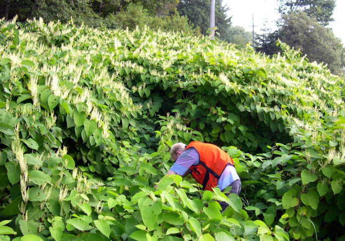 Japanese Knotweed