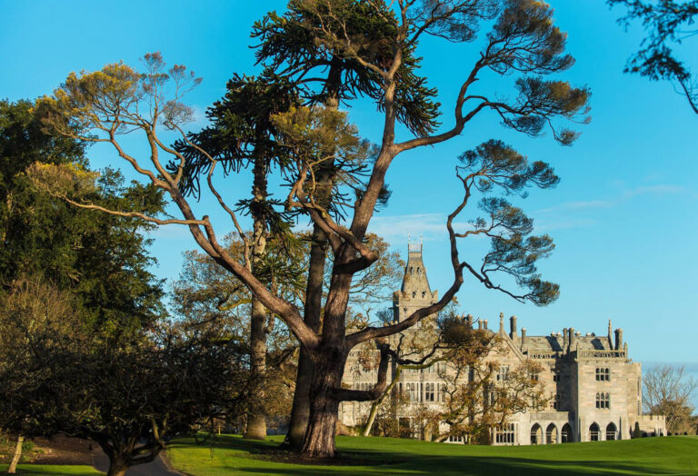 Limerick champion tree challenge to mark Biodiversity Week