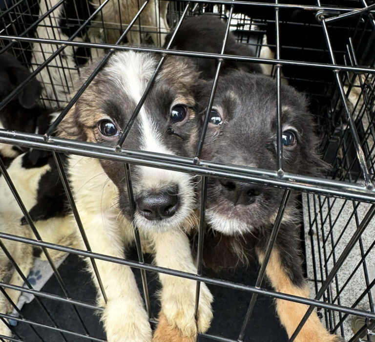 Dog sanctuary under ‘huge strain’ assisting with Garda seizure