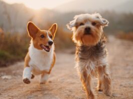 two brown and white dogs running dirt road during daytime