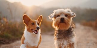 two brown and white dogs running dirt road during daytime