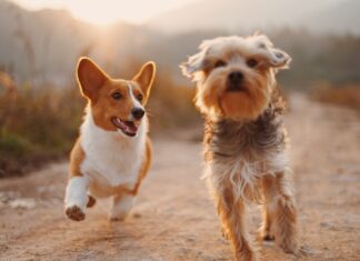 two brown and white dogs running dirt road during daytime