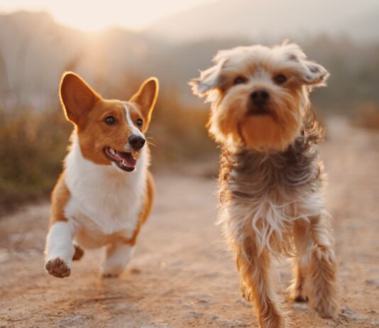 two brown and white dogs running dirt road during daytime