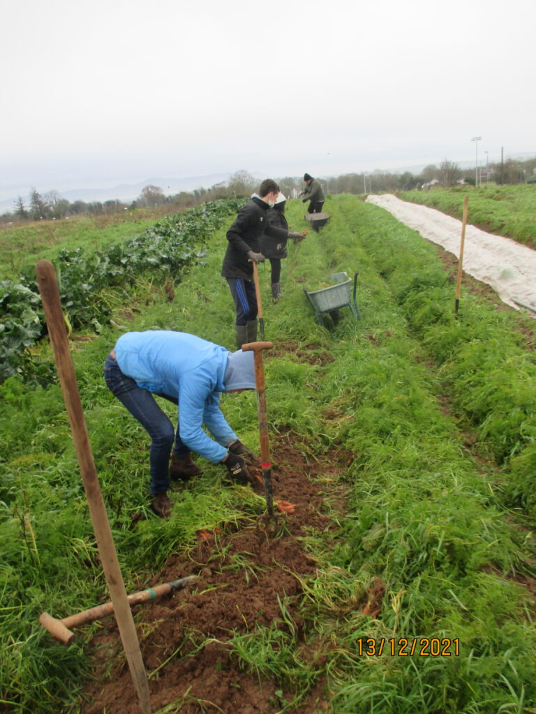 Organic growing  for life and work at Doon Social Farm