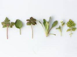 six leafy vegetables