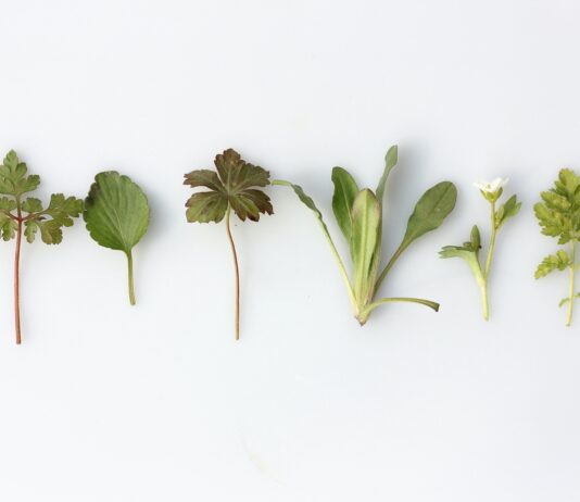 six leafy vegetables